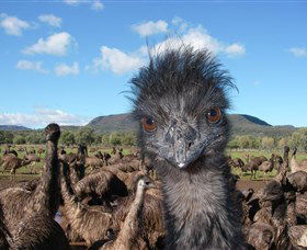 Emu Logic - Kawana Tourism 1