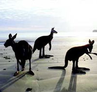Hibiscus Coast - Kawana Tourism
