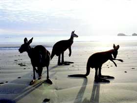 Hibiscus Coast - Kawana Tourism 0
