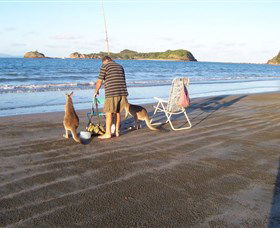 Cape Hillsborough National Park - Kawana Tourism 0