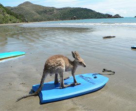 Cape Hillsborough National Park - Kawana Tourism 1