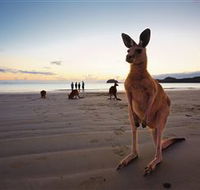 Wallabies on the Beach at Cape Hillsborough - Kawana Tourism