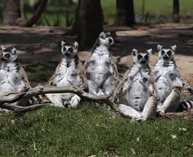 Savannah Visitor Plaza, Taronga Western Plains Zoo Dubbo - Kawana Tourism 0