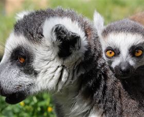 Savannah Visitor Plaza, Taronga Western Plains Zoo Dubbo - Kawana Tourism 1