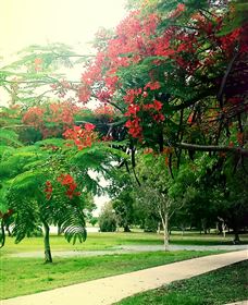Gooseponds, North Mackay - Kawana Tourism 1