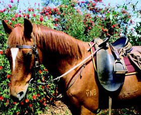 Western Plains Riding Centre - Kawana Tourism 0