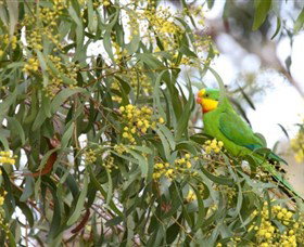 Savernake Day Tours - Kawana Tourism 2