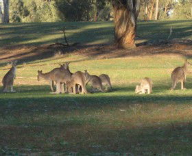 Savernake Day Tours - Kawana Tourism 4