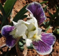 Sunshine Iris Nursery - Kawana Tourism