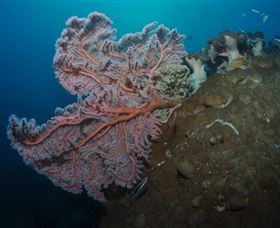 Luncheon Bay Dive Site - Kawana Tourism 0