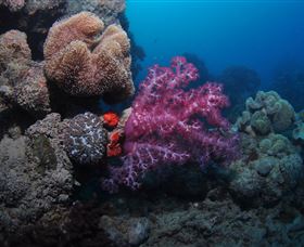 Luncheon Bay Dive Site - Kawana Tourism 3