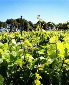 Basalt Wines - Kawana Tourism 0