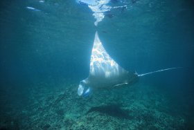 Manta Ray Bay Dive Site - Kawana Tourism 0