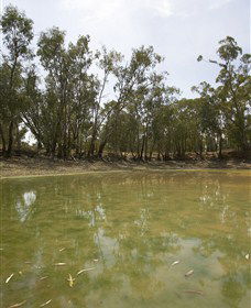 Kindra Forest - Kawana Tourism 1