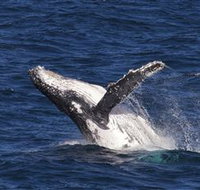 Whale Watching on Keswick Island - Kawana Tourism