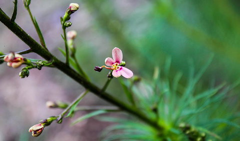 Lynchs Loop Trail - Kawana Tourism 2