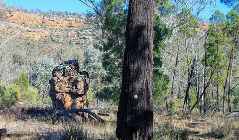 Eualdrie Walking Track - Kawana Tourism 0