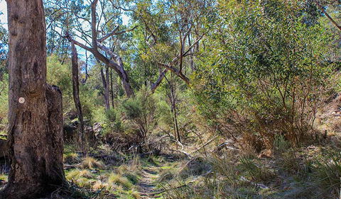 Eualdrie Walking Track - Kawana Tourism 1
