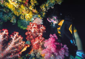 Bait Reef And Garys Lagoon Dive Site - Kawana Tourism 1