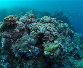 Manta Ray Drop Off Dive Site - Kawana Tourism 0