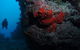 Stepping Stones Dive Site - thumb 0