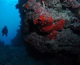 Stepping Stones Dive Site - Kawana Tourism 0