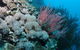 Stepping Stones Dive Site - thumb 1