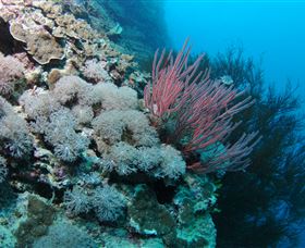 Stepping Stones Dive Site - Kawana Tourism 1
