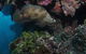 Stepping Stones Dive Site - thumb 2