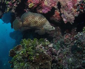 Stepping Stones Dive Site - Kawana Tourism 2