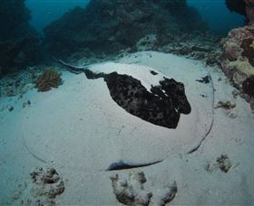 Stepping Stones Dive Site - Kawana Tourism 3