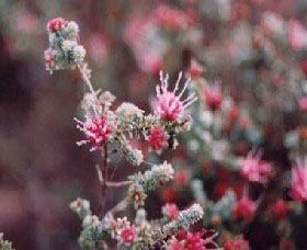 Burrendong Botanic Garden And Arboretum - Kawana Tourism 1
