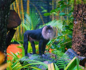 The Rockhampton Zoo - Kawana Tourism 3