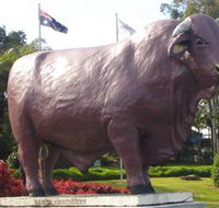 Rockhampton Bull Statues - Kawana Tourism