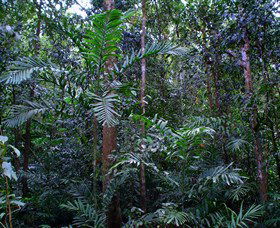 Kutini-Payamu (Iron Range) National Park (CYPAL) - Kawana Tourism 2