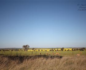 Cootamundra Bird Walk - Kawana Tourism 0