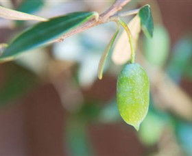 The Olive Shop - Milawa - Kawana Tourism 1
