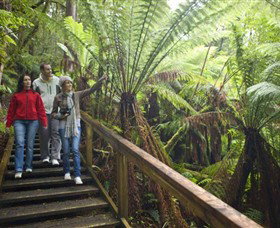 Otway Fly Treetop Adventures - Kawana Tourism 0