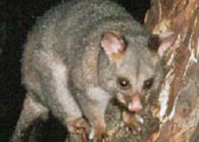 Moondarra VIC Kawana Tourism