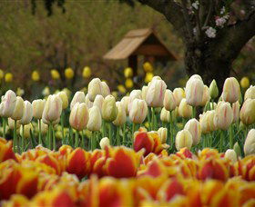 Tulip Top Gardens - Kawana Tourism 0