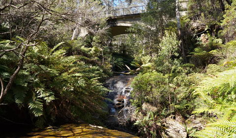 Leura Cascades Fern Bower - Kawana Tourism 3