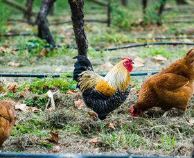 Lark Hill Biodynamic Winery - Kawana Tourism 3