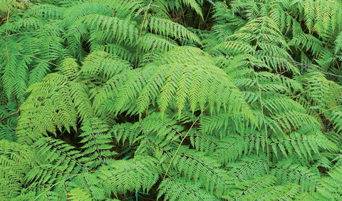 Boonoo Boonoo National Park - Kawana Tourism 1