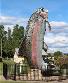 Big Trout - Kawana Tourism 0