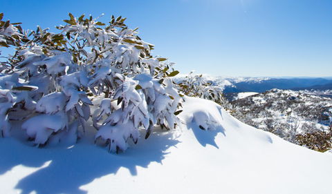 Perisher - Kawana Tourism 3