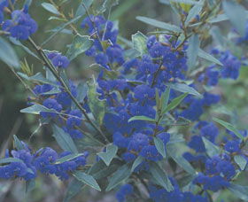 Kalamunda National Park - Kawana Tourism 2