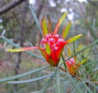 Glenbrook Native Plant Reserve and Nursery - Kawana Tourism