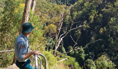 Lyrebird Falls Walking Track - Kawana Tourism 1