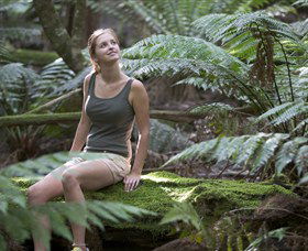 Barrington Tops National Park - Honeysuckle Forest Track - Kawana Tourism 0
