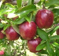 Top 40 Orchard - Kawana Tourism